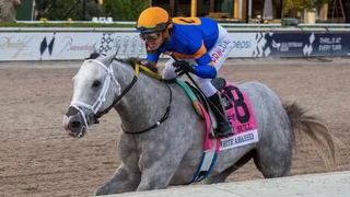 Haskell Stakes White Abarrio