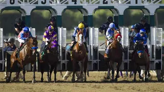 Weekend Horse Racing Picks Kentucky Derby Trail