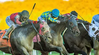 Bold Ruler Stakes (Aqueduct) Predictions