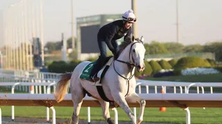 Saudi Cup Predictions White Abarrio exercises in preparation for the Cup