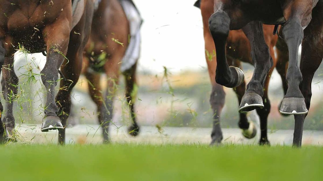 Suburban Stakes Predictions, Picks, Odds Belmont Park